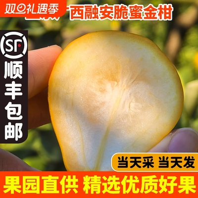 正宗广西融安脆蜜金桔脆蜜金柑纯甜第三代大金桔当季水果顺丰包邮