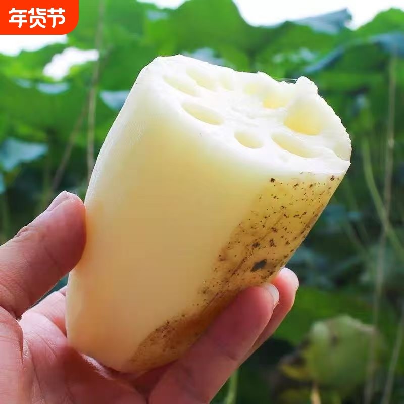 湖北农家自种粉藕现挖连藕煲汤炖肉新鲜粉藕带泥巴藕软糯莲藕孕妇