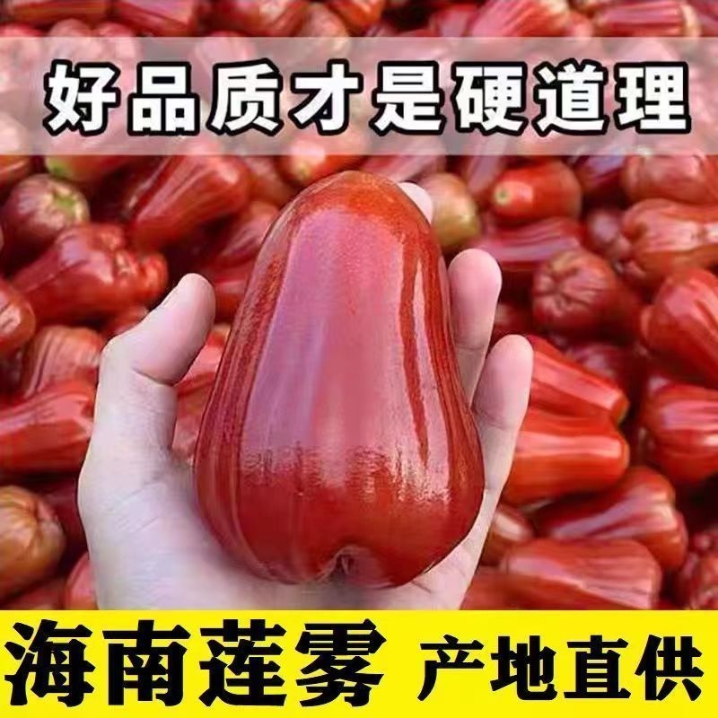 海南黑珍珠热带特产莲雾