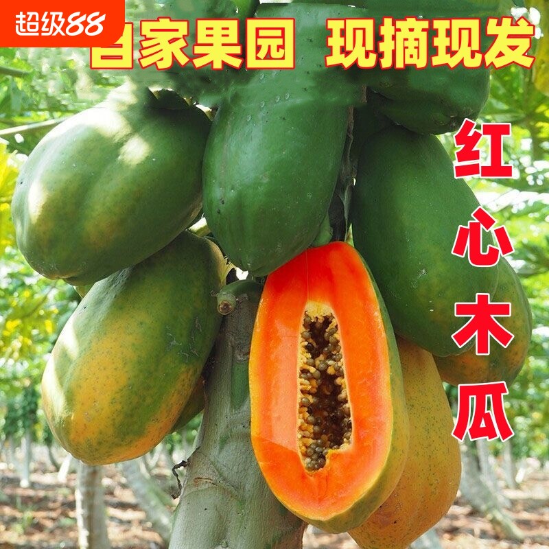 广西牛奶冰糖红心木瓜9斤装新鲜产地直发当季水果多汁好吃的现摘