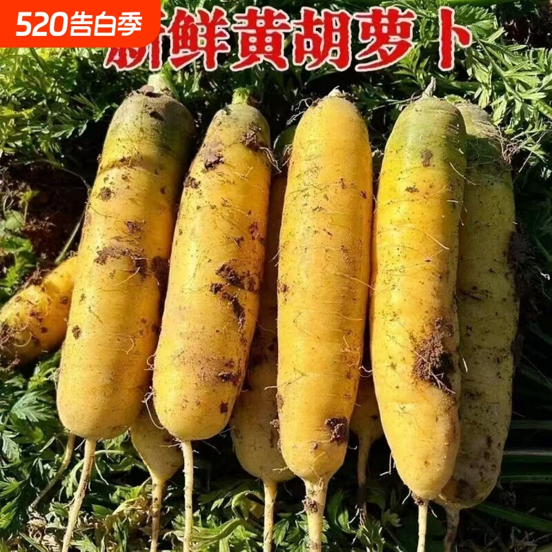黄萝卜当季新鲜胡萝卜手抓饭必备黄心萝卜直发现挖现发蔬菜自提