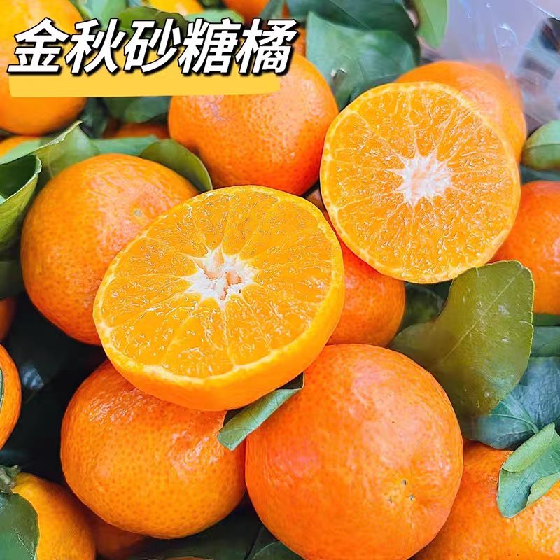 广西金秋砂糖橘正纯甜无酸当季头茬新鲜水果整箱无籽小沙糖桔子