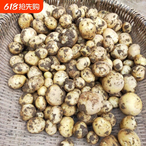 农家自种秋季黄心土豆贵州本地高山沙地土豆新鲜现挖