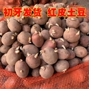 土豆种子红皮黄心发芽土豆种云南农家自种秋冬季 老品种洋芋马铃薯