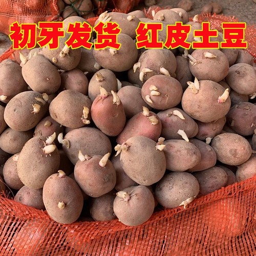土豆种子红皮黄心发芽土豆种云南农家自种秋冬季老品种洋芋马铃薯
