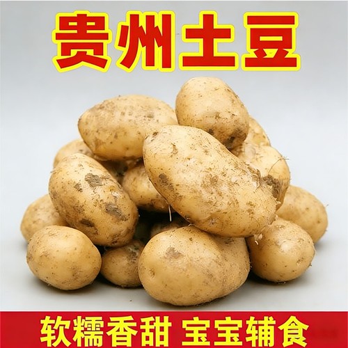 贵州高山黄心洋芋黄皮黄心土豆农家肥高山种植软面香甜粉糯马铃薯