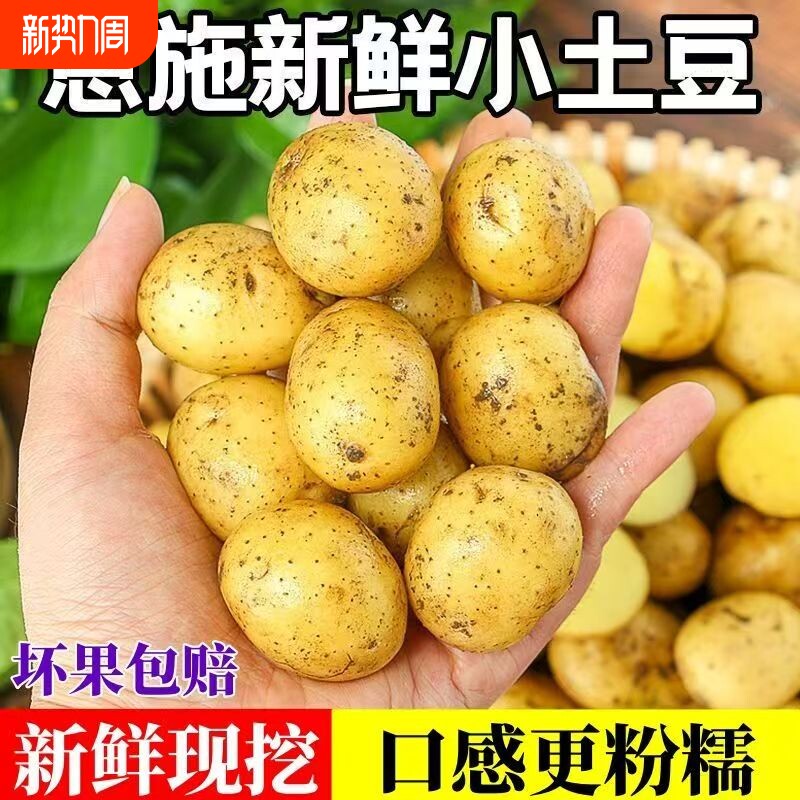 当季新货恩施黄心小土豆产地直发土豆新鲜迷你洋芋马铃薯口感粉糯
