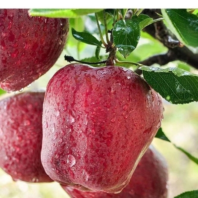 甘肃天水花牛苹果新鲜水果整箱应季年货节老人宝宝营养丰富美味