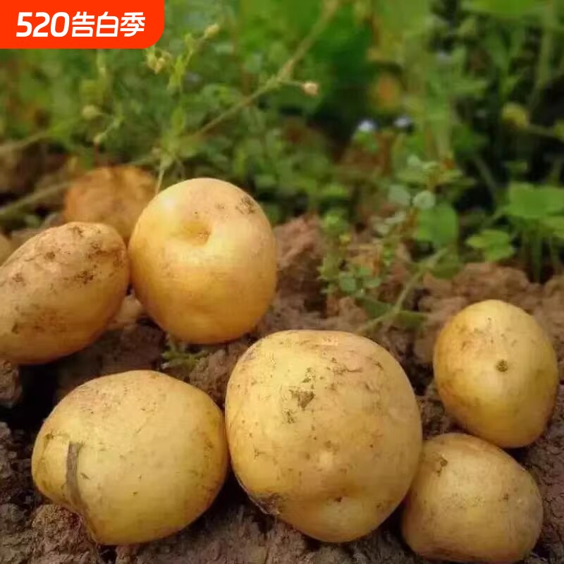 贵州毕节农家自种黄心高山土豆新鲜现挖马铃薯多规格