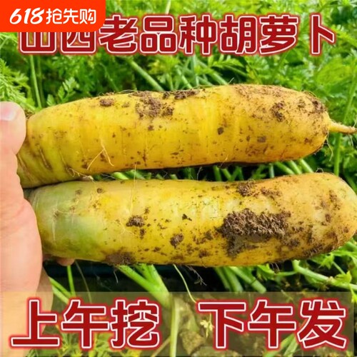 山西运城黄萝卜新鲜蔬菜