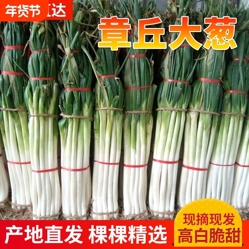 山东特产正宗章丘大葱礼盒礼品蔬菜生鲜葱王甜葱铁杆长葱去叶香葱,水产肉类/新鲜蔬果/熟食,葱类,淘宝优惠券,粉丝福利购,淘宝优惠卷
