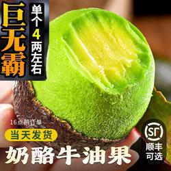 新鲜秘鲁牛油果进口哈斯鳄梨即食宝宝辅食流油山姆树熟大果顺丰