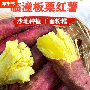 正宗陕西临潼新鲜板栗红薯粉面番薯粗粮小香薯烤地瓜甜3-5斤沙地