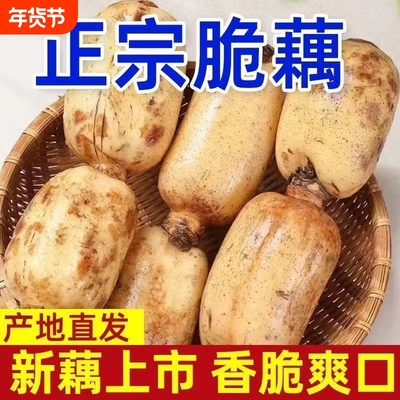 洪湖现挖泥藕大脆藕清炒凉拌不催熟不漂白原生态当季火锅食材