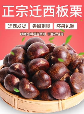 2025新货正宗迁西板栗生新鲜栗子生鲜迁西生栗子大油栗小唐山板粟