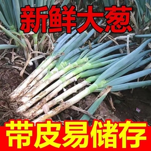 正宗新鲜铁杆大葱产地直发脆甜蔬菜5斤3斤炒菜生吃 无叶大葱