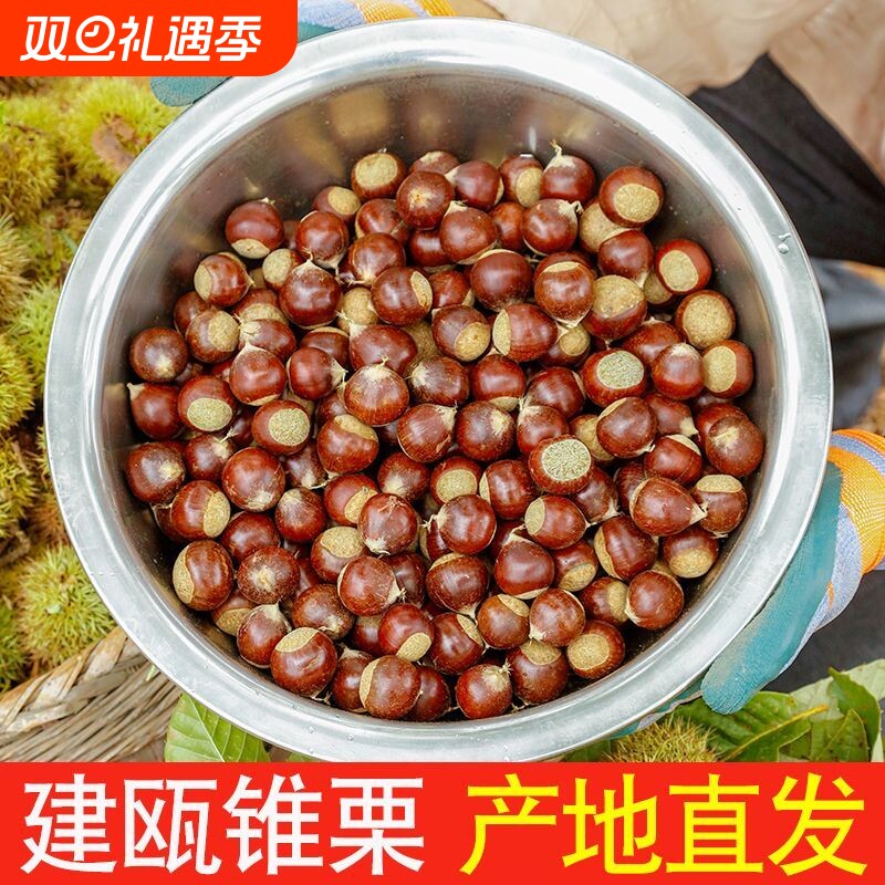 2025年锥栗生新鲜生板栗福建建瓯高山现摘油锥形板栗建瓯锥栗正宗