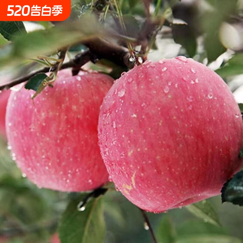 当季水果正宗陕西苹果新鲜现摘脆甜红富士大果条纹果整箱包邮