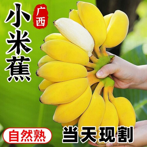 农家自种广西小米蕉肉厚香甜小芭蕉鸡蕉新鲜应季水果自然熟现摘