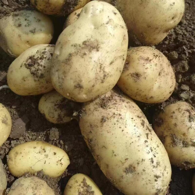 今年新土豆贵州 高山黄心黄皮土豆新洋芋老品种超粉马铃薯五斤