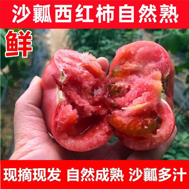 山东沙瓤西红柿水果番茄蔬菜现摘新鲜自然熟生吃粉果番茄