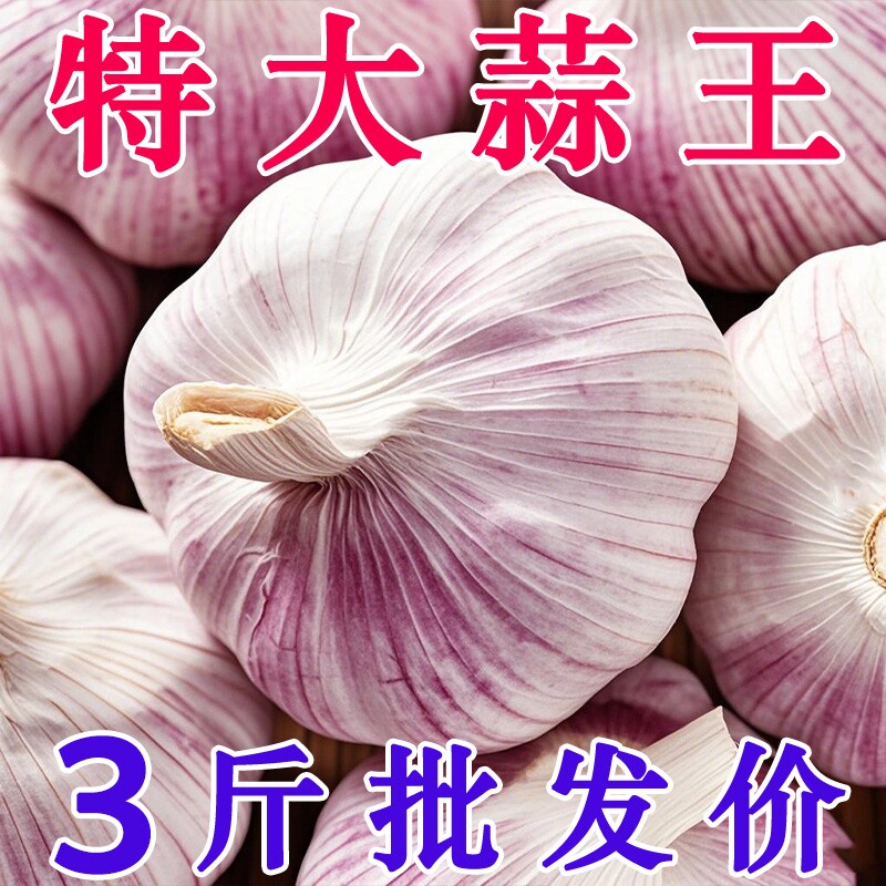 2026金乡大蒜新干大蒜头蒜籽当季鲜蔬菜批发紫皮特大果新鲜上门