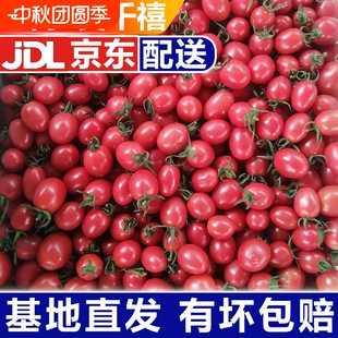 新鲜千禧5斤山东圣女果新鲜小番茄西红柿整箱 包邮
