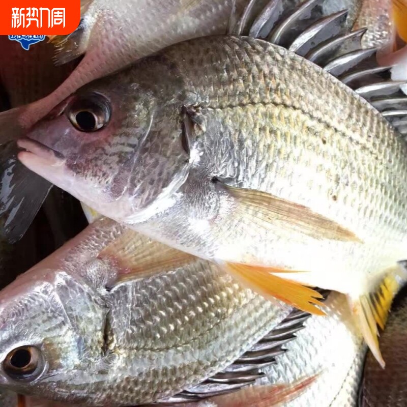探味岛【顺丰包邮】福建新鲜黄翅鱼海捕黄鲷鱼鲜活速冻黄赤黄鳍鲷