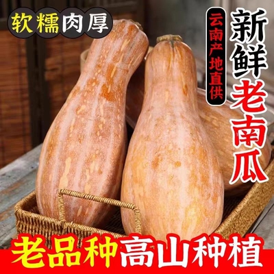 云南老品种南瓜农家自种板栗南瓜粉甜南瓜新鲜蔬菜宝宝辅食简餐