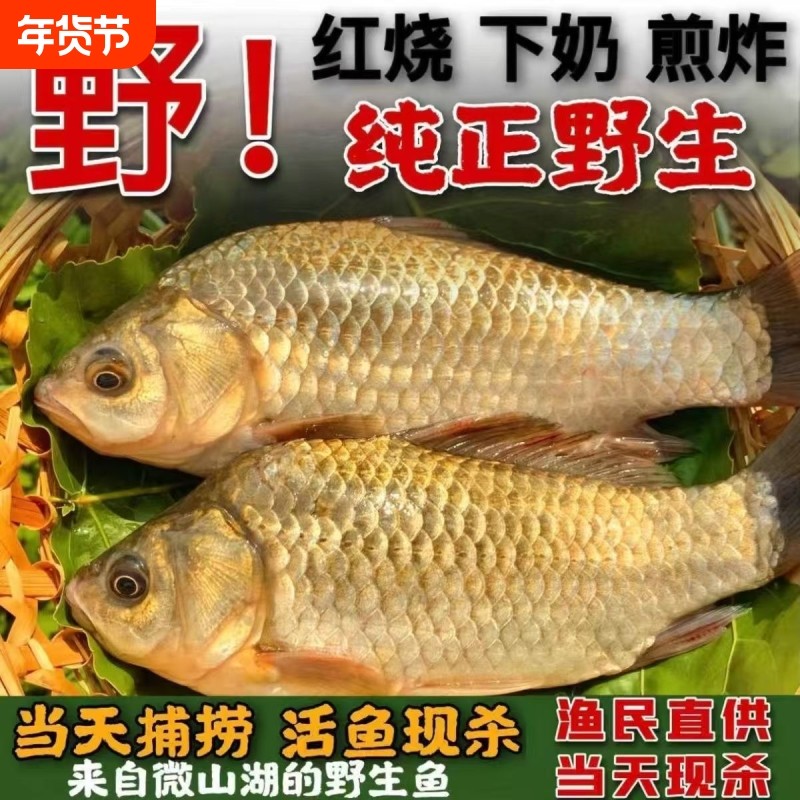 微山湖区鲫鱼新鲜活鱼现杀淡水原生态小河鱼豆腐汤炖汤到家整条