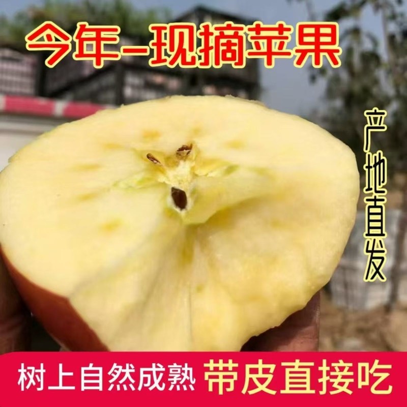 【爆甜】正宗丑苹果山西临猗红富士应季脆甜老人新鲜水果产地直发
