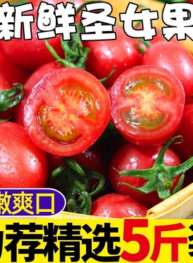 新鲜樱桃小番茄水果西红柿蔬菜当季蔬菜千禧果产地直发