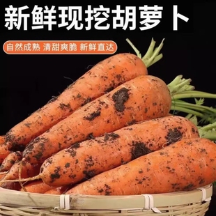 新鲜带泥胡萝卜蔬菜水果现挖生吃脆甜红心萝卜农家自种当季