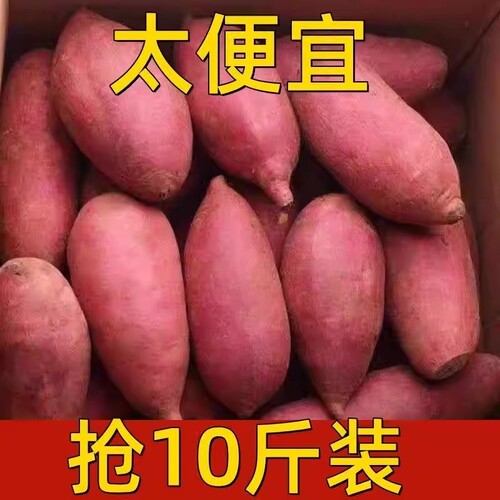 新鲜蜜薯9斤装|超1000次加购
