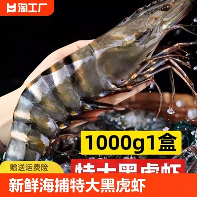 超大黑虎虾新鲜海捕大虾