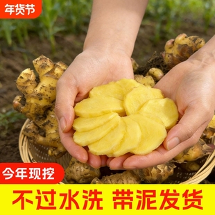 云南高山小黄姜老姜新鲜辛辣农家自种山地老辣生姜片姜汁食用当季