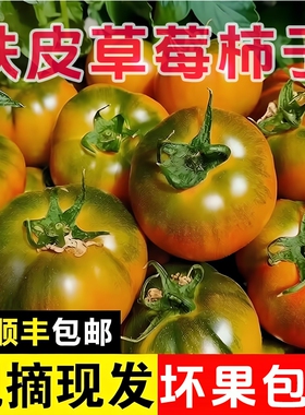 正宗铁皮草莓柿子碱地绿腚自然成熟生吃西红柿新鲜现采现摘番茄