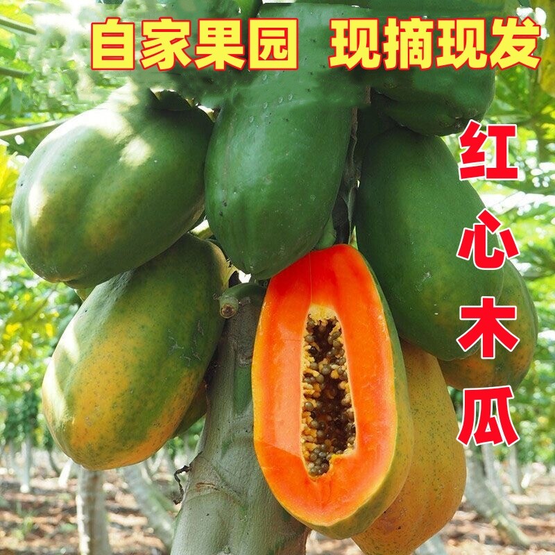 广西牛奶冰糖红心木瓜9斤装新鲜产地直发当季水果多汁好吃的现摘