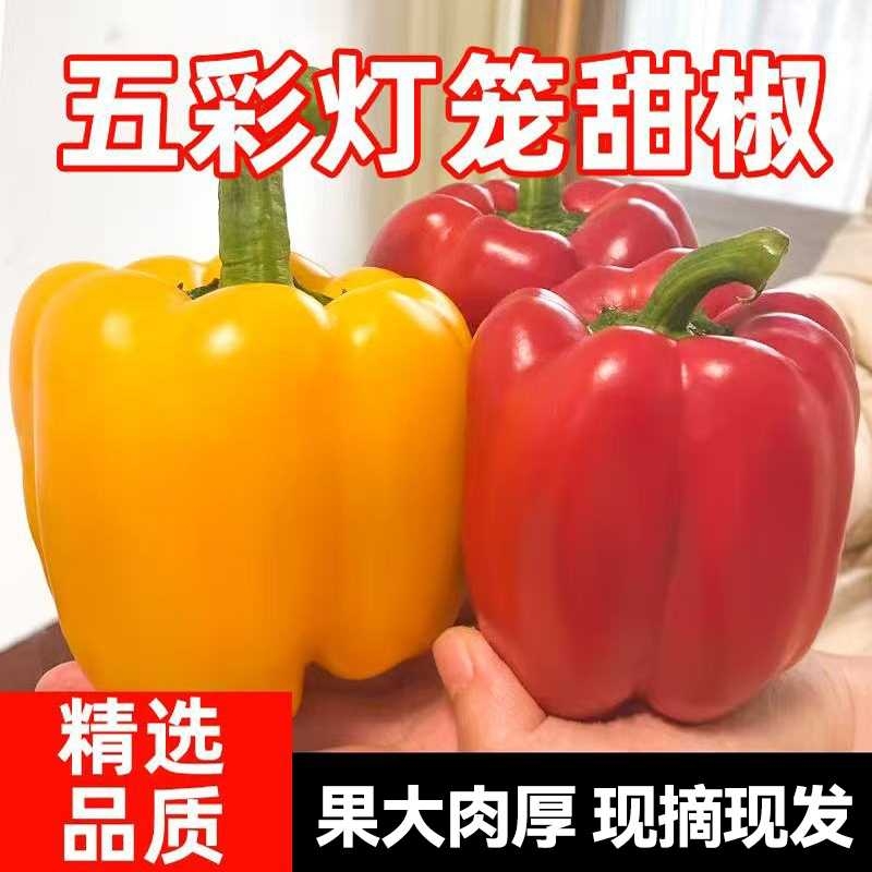 山东寿光彩椒新鲜生吃五彩椒当季现摘圆椒红黄绿青椒甜椒新鲜蔬菜
