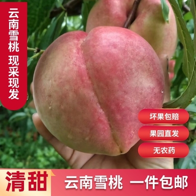 丽江雪桃秋淘蜜桃金秋蜜桃脆甜多汁冬桃应季水果新鲜现摘果园直发