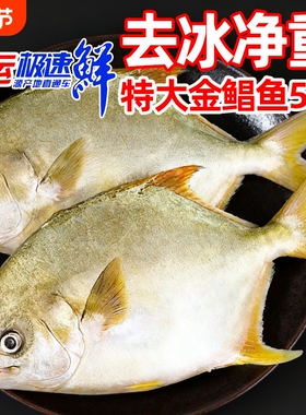 金鲳鱼特大鲳鱼海鱼金昌鱼平鱼银鱼白鲳鳊鱼鲜活新鲜冷冻冰鲜顺丰