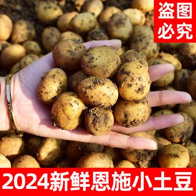 爆卖！2024现挖恩施小土豆~