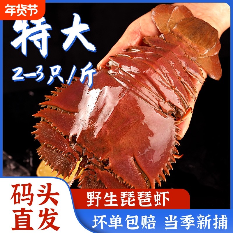 舟山琵琶虾新鲜九齿扇虾海鲜虾姑特大濑尿虾生鲜水产鲜活冷冻爬虾