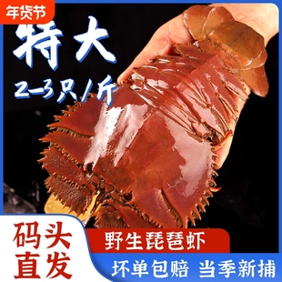 舟山琵琶虾新鲜九齿扇虾海鲜虾姑特大濑尿虾生鲜水产鲜活冷冻爬虾