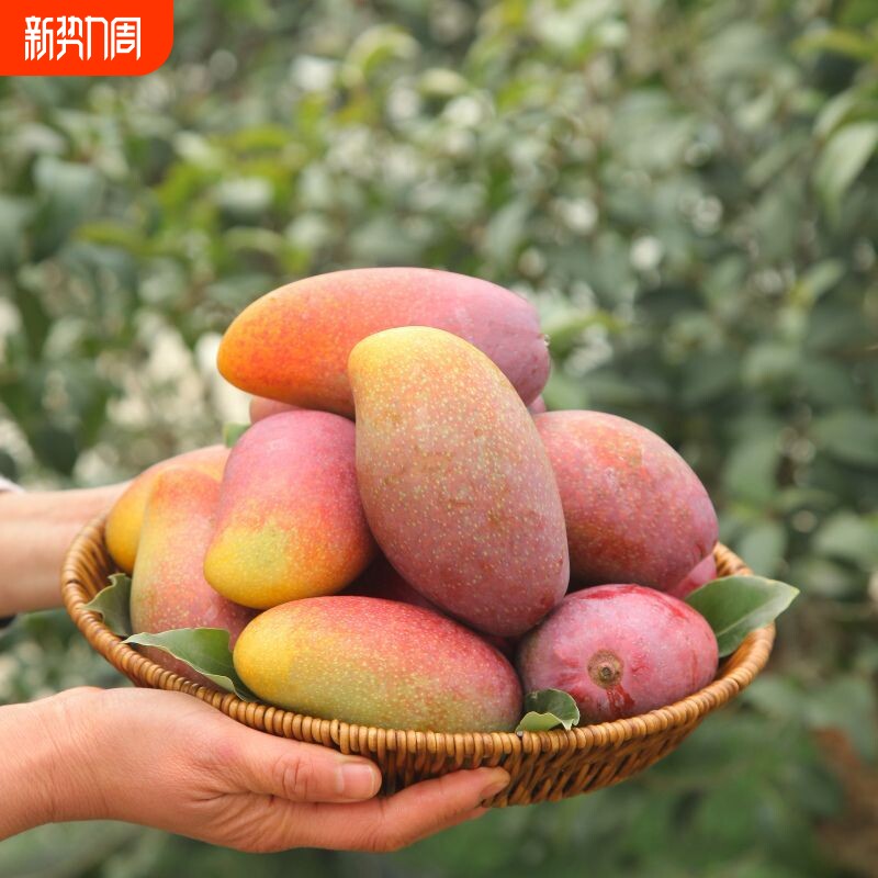海南贵妃芒新鲜芒果应当季水果树上熟红金玉青辣椒芒现摘大果整箱