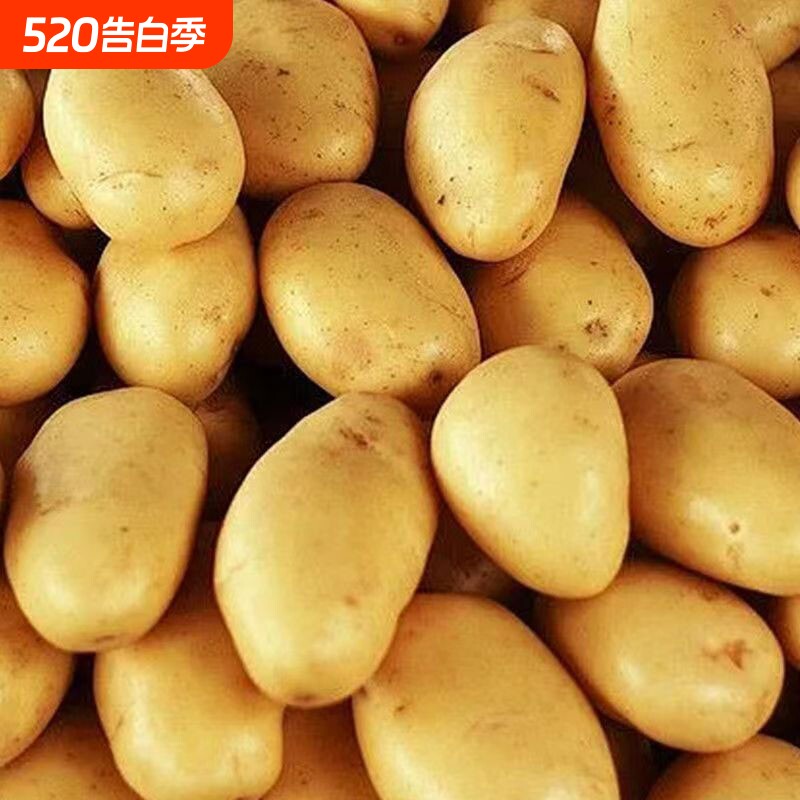 今年新土豆蔬菜新鲜黄皮黄心土豆挖农家自种土豆马铃薯洋芋