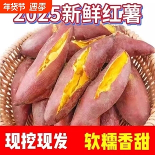 正宗蜜薯龙九沙地红心现挖黄心番薯新鲜糖心地瓜板栗红薯山芋批发