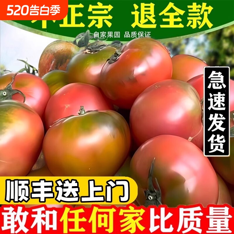 东北特产应季铁皮草莓柿子碱地新鲜水果西红柿自然熟绿腚即食番茄