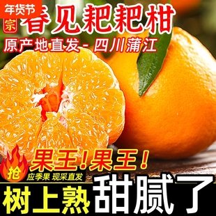 四川蒲江直发春见耙耙柑新鲜水果应季粑粑柑丑八怪柑橘桔子