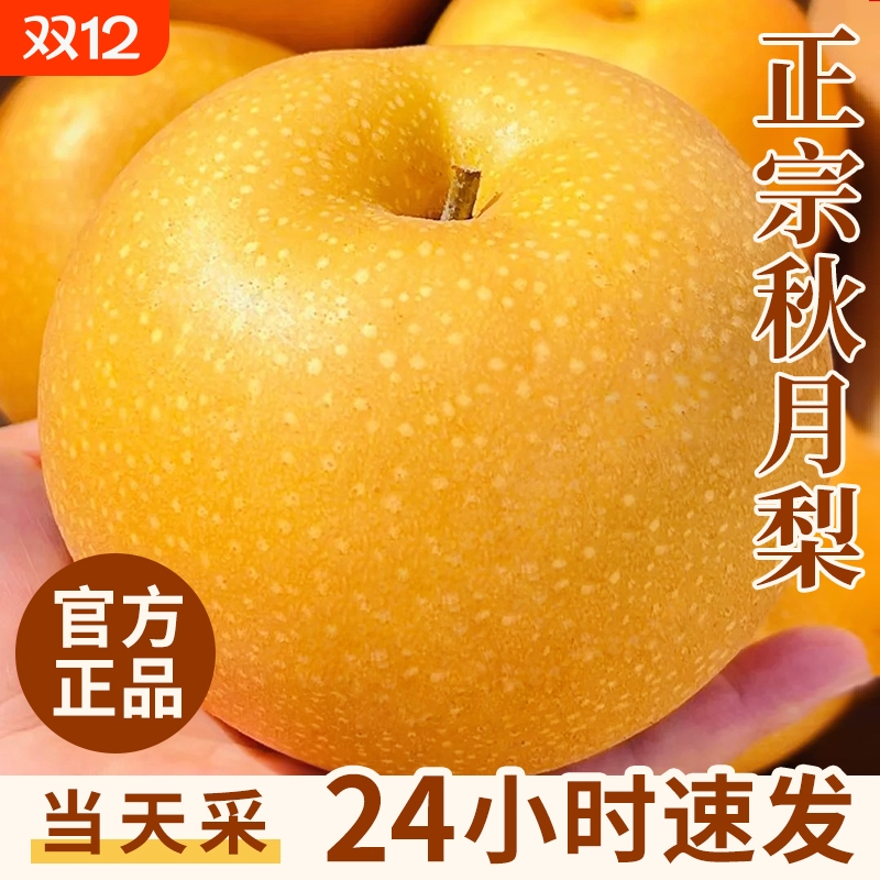 正宗秋月梨整箱9斤梨子新鲜应季当季水果大冰糖雪梨现摘现发果